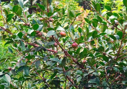 图为基地内的油茶植株，长势良好